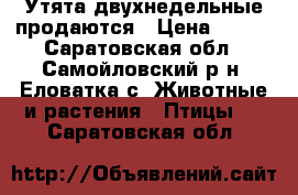 Утята двухнедельные продаются › Цена ­ 120 - Саратовская обл., Самойловский р-н, Еловатка с. Животные и растения » Птицы   . Саратовская обл.